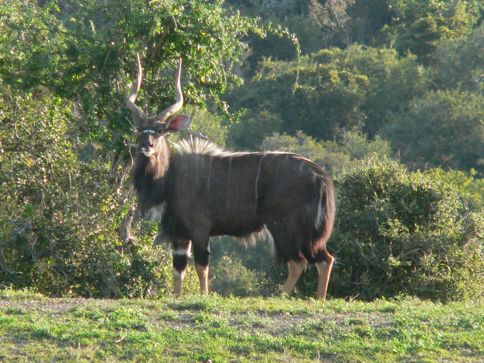 Nyala Bull - Wildebeest , HD Wallpaper & Backgrounds