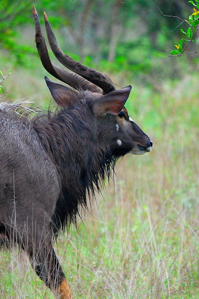 Nyala Bull (arno Meintjes Wildlife) Tags - Elk , HD Wallpaper & Backgrounds