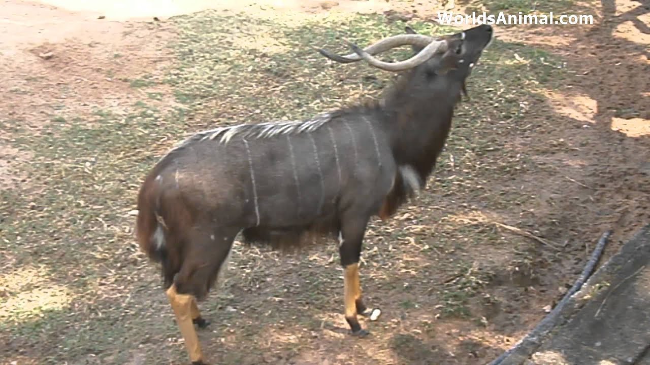 Nyala - Wildebeest , HD Wallpaper & Backgrounds