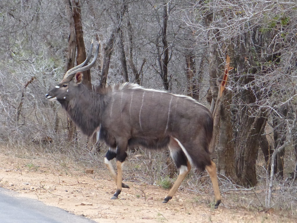 Nyala, Kruger National Park, South Africa, September - Kudu , HD Wallpaper & Backgrounds