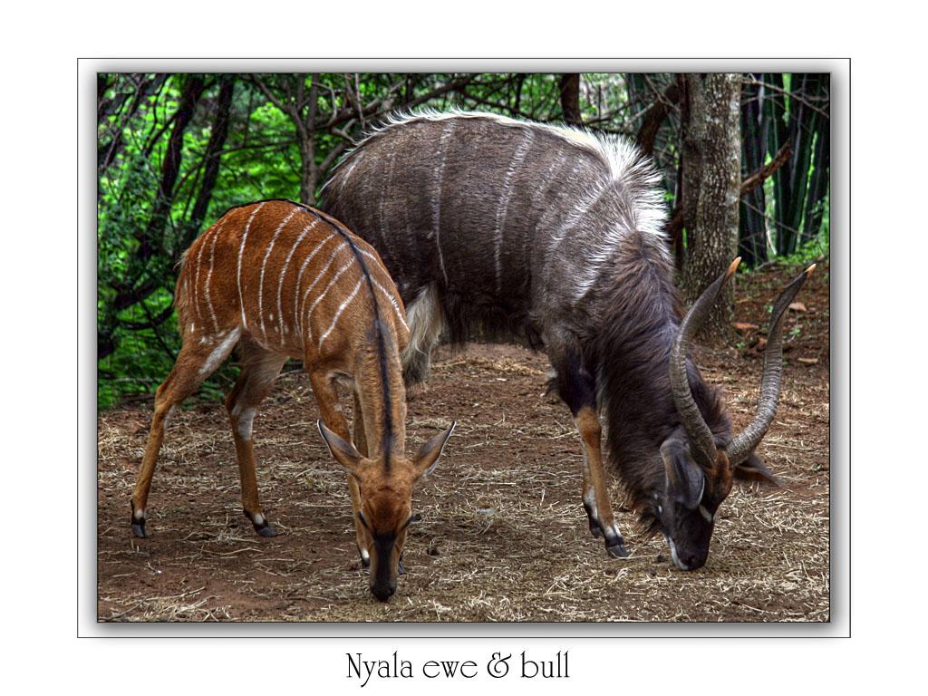 Nyala Ewe & Bull By Busi2ness - Bongo , HD Wallpaper & Backgrounds