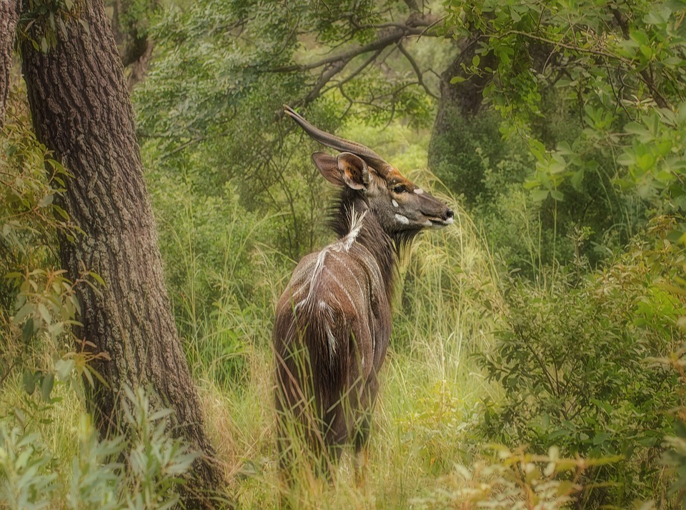 Nyala, Buck, Safari, Wildlife, Horns - Animal In English Starting With N , HD Wallpaper & Backgrounds