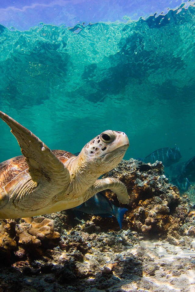 Mengemas Pendidikan Lingkungan Hidup Melalui Kegiatan - Sea Turtle Wallpaper Iphone , HD Wallpaper & Backgrounds