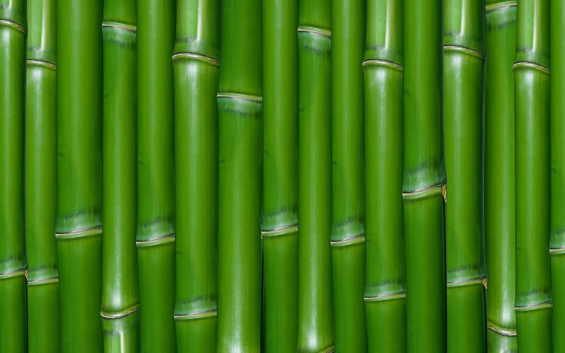 Hd Wallpaper - Bamboo Green , HD Wallpaper & Backgrounds