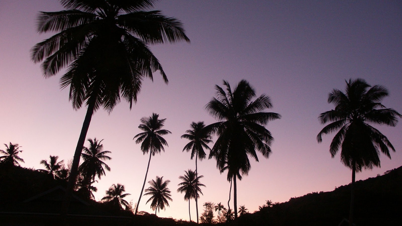 Palm Trees Tumblr Vintage Palm Springs Palm Trees Tumblr - Aesthetic Palm Tree Background , HD Wallpaper & Backgrounds