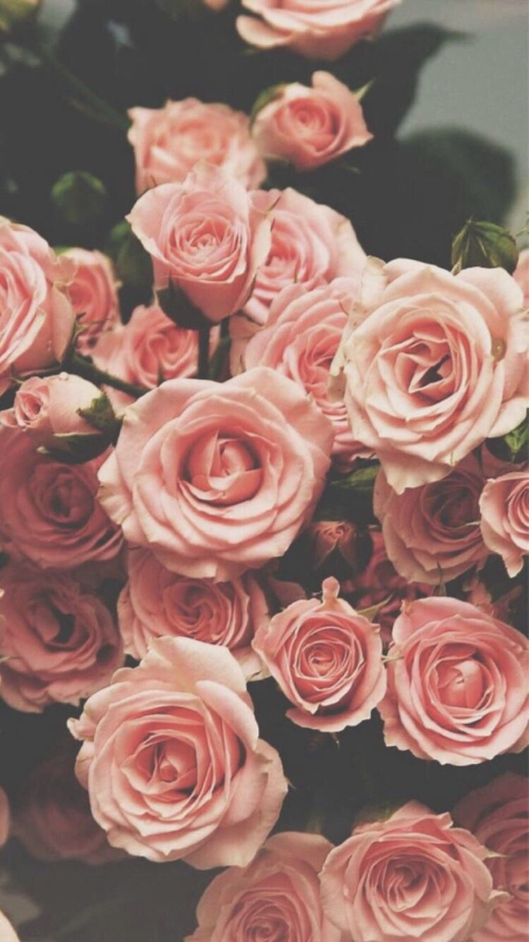 Wallpaper Anyone Iphone Wallpaper Tumblr Hipster, Iphone - Pink Roses , HD Wallpaper & Backgrounds