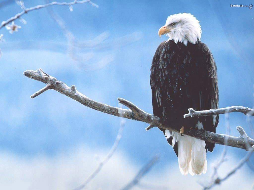 Animals47 - Jpg - Eagle Life Story , HD Wallpaper & Backgrounds