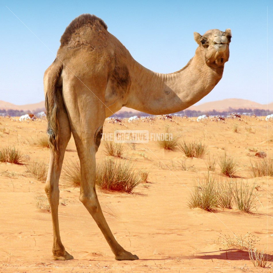 Best Camel Px Wallpaper By Yun Mchaney - Different Types Of Camel , HD Wallpaper & Backgrounds