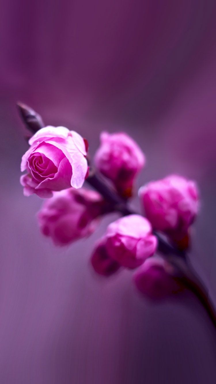 Sükut-u Lisan Selameti İnsan Flower Iphone Wallpaper, - Garden Roses , HD Wallpaper & Backgrounds