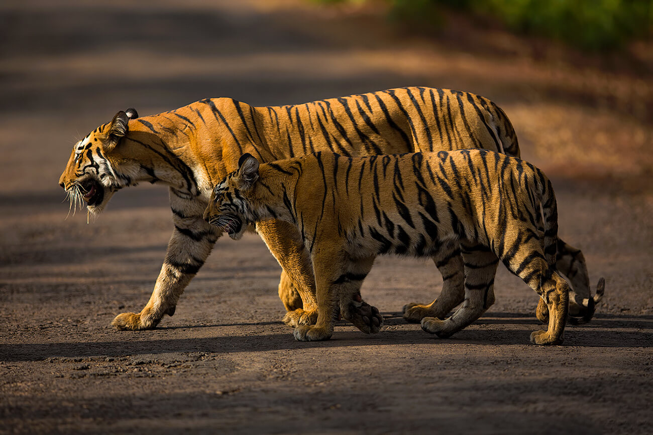 “tadoba” Is Taken From The Name Of The God “tadoba” - Sudhir Shivaram Tiger , HD Wallpaper & Backgrounds