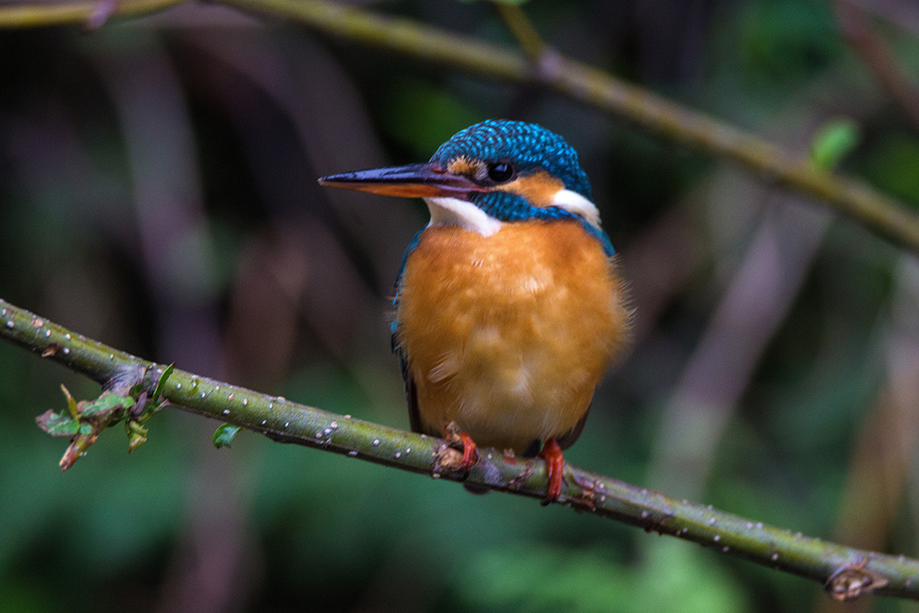 Common Kingfisher By Sudhir Reddy - Bee Eater , HD Wallpaper & Backgrounds