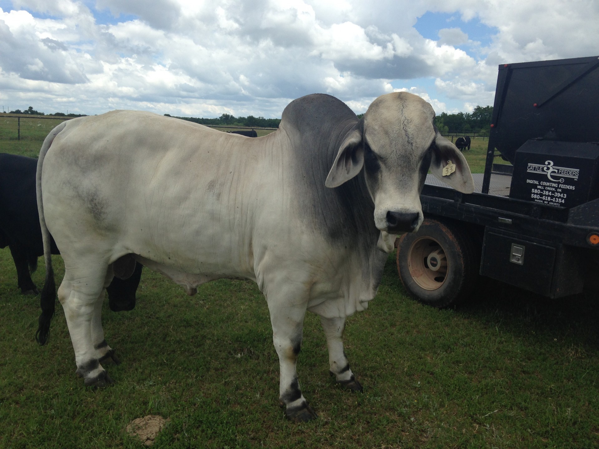 Click To View Fullsize Image - 2 Year Old Brahman Bulls , HD Wallpaper & Backgrounds