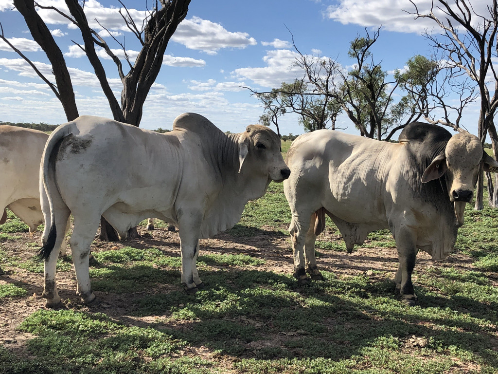 15 Brahman Bulls - Zebu , HD Wallpaper & Backgrounds