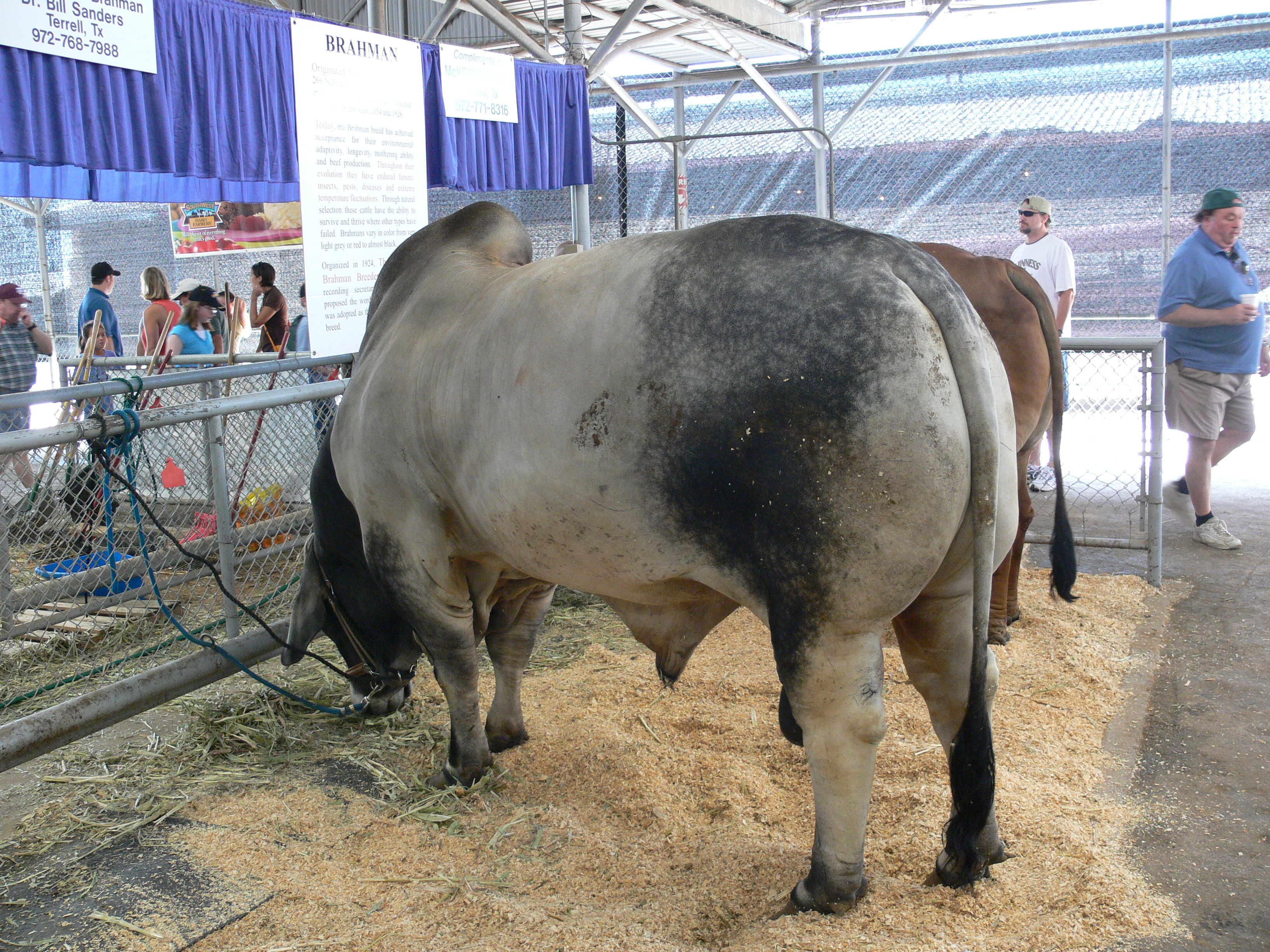 Texas State Fair Cattle Brahman - Texas Brahman Cattle , HD Wallpaper & Backgrounds