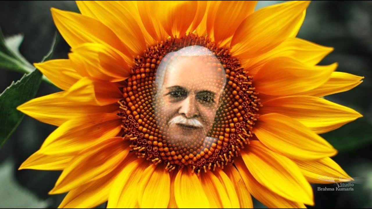 18th January Brahma Baba Special Song - Big Sunflower , HD Wallpaper & Backgrounds