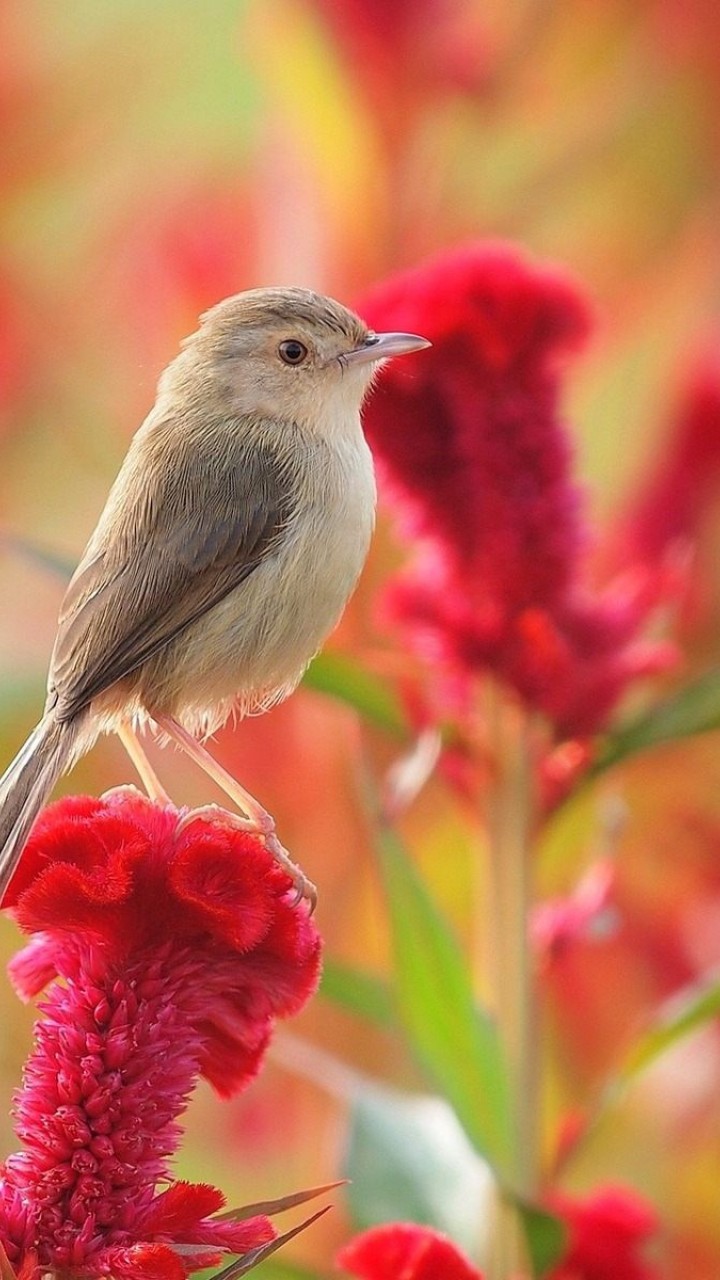 Right Click To Save Or Set As Desktop Background - Little Cute Bird Hd , HD Wallpaper & Backgrounds
