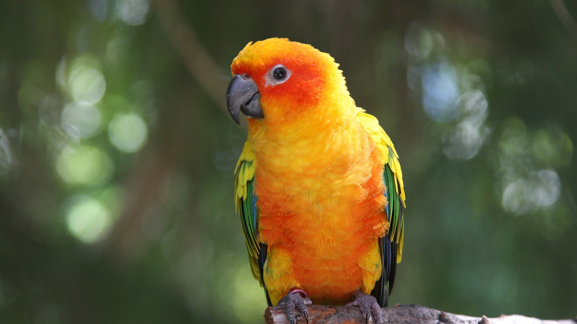 - - Yellow Parrot , HD Wallpaper & Backgrounds