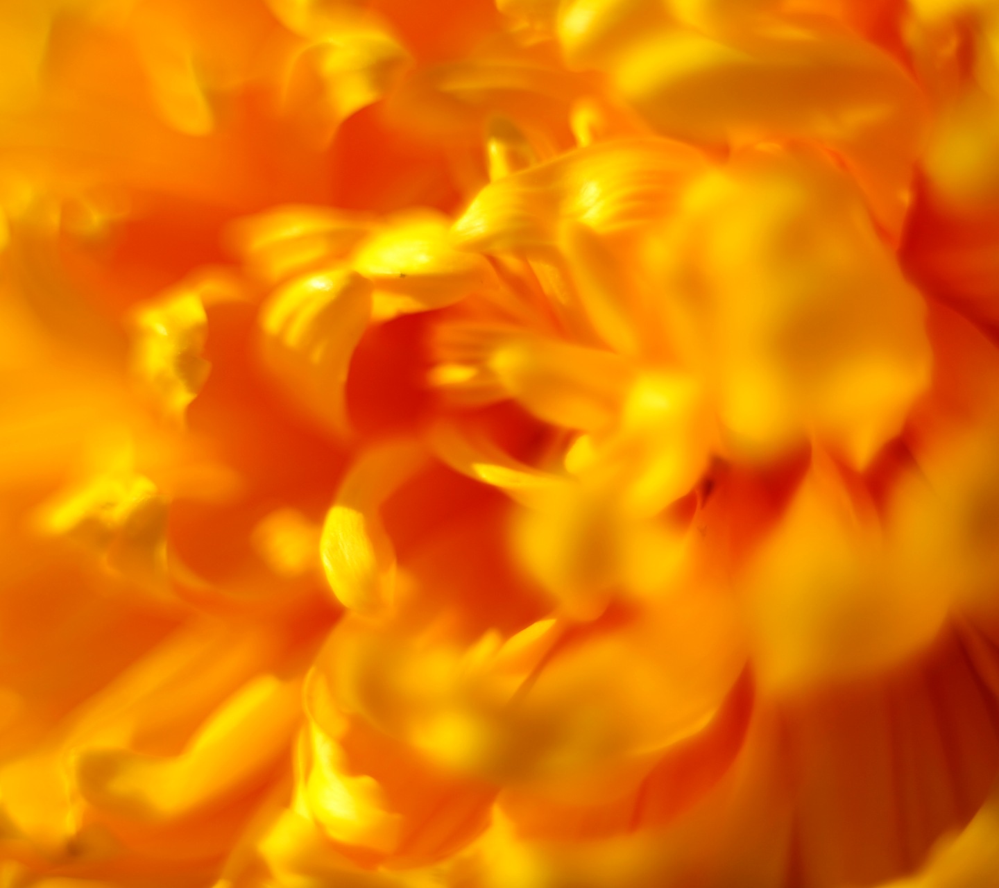 Chrysanthemum Hd , HD Wallpaper & Backgrounds