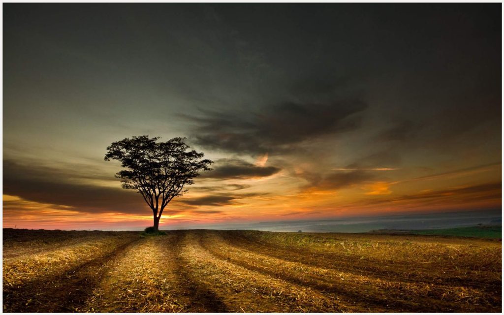 Kosong Field Lonely Tree Sunset Kosong Bidang Sunyi - Tree In An Empty Field , HD Wallpaper & Backgrounds