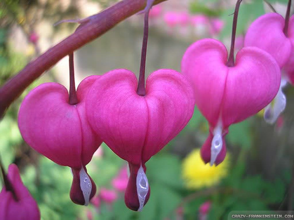 Bleeding Heart Flower, Bleeding Hearts, Flower Images - Purple Pink Bleeding Heart Flower , HD Wallpaper & Backgrounds