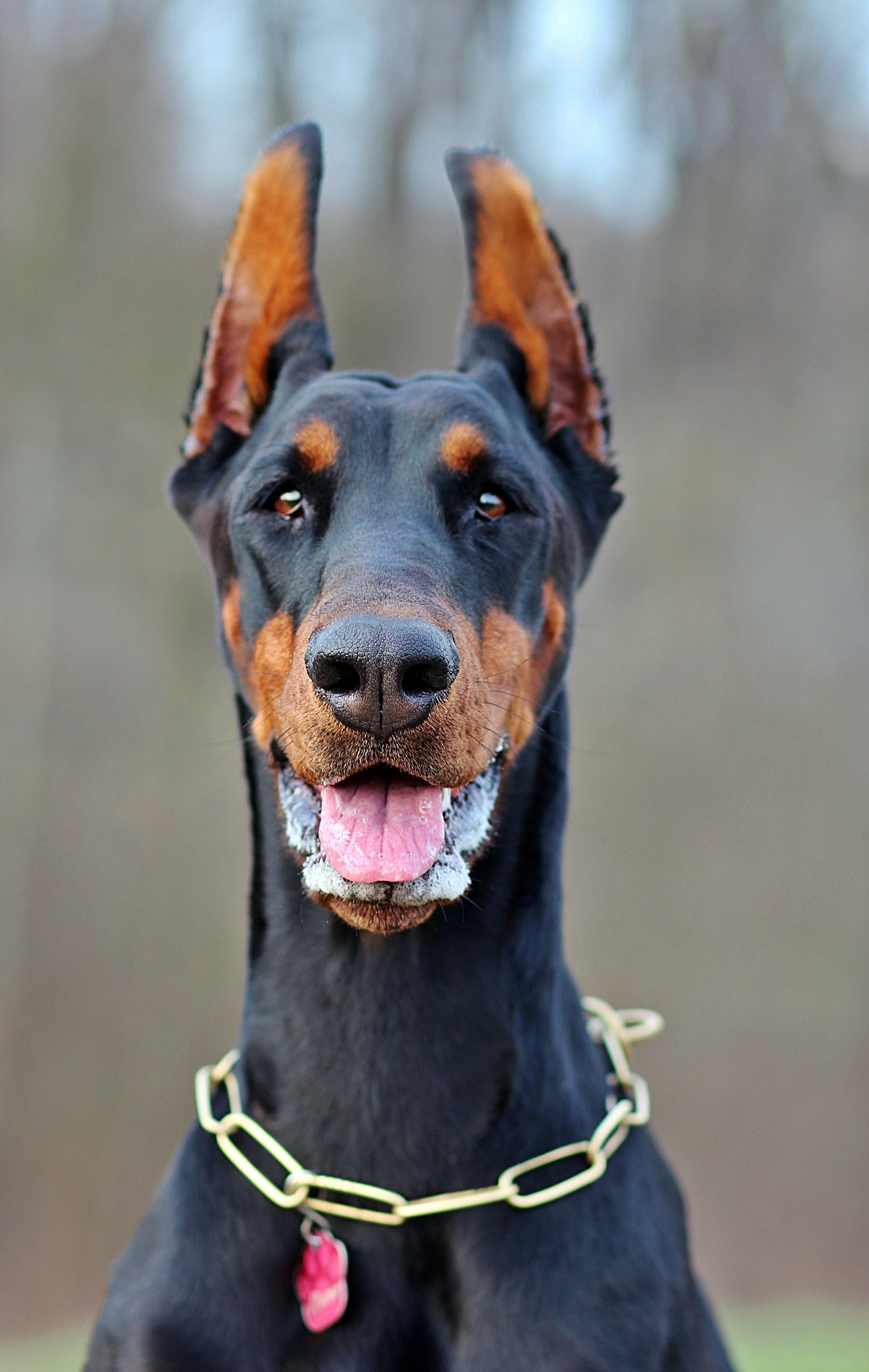 Black And Mahogany Doberman Pinscher Preview - Добермана Скачать , HD Wallpaper & Backgrounds