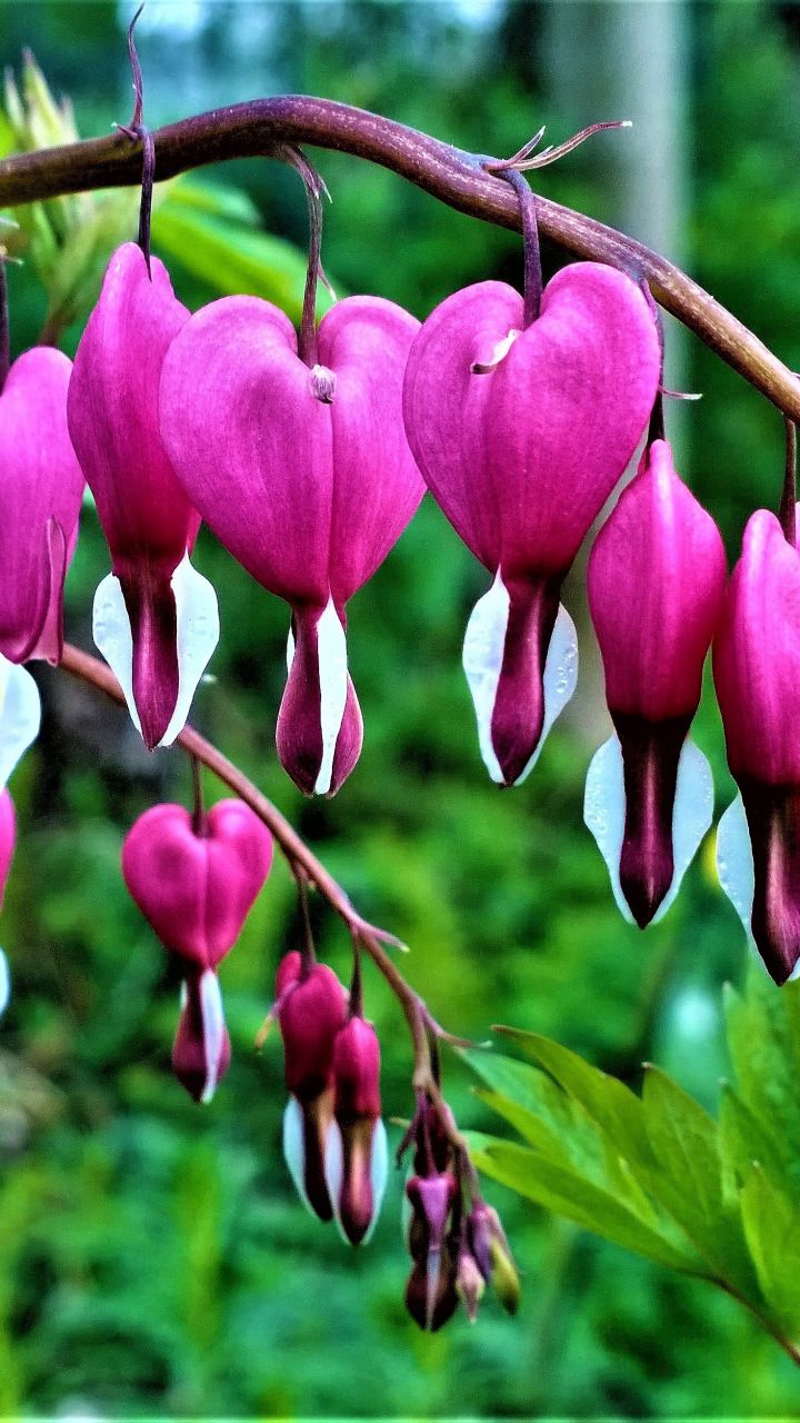 Bleeding Heart, Flowers, Wallpaper - Heart Flowers Of Love , HD Wallpaper & Backgrounds