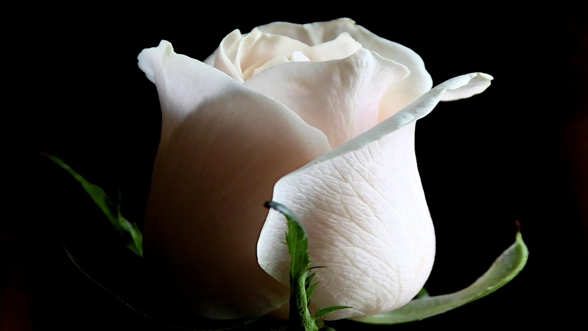 Purity Heart Romances Gorgeous Roses Caring Loving - Hd White Rose , HD Wallpaper & Backgrounds