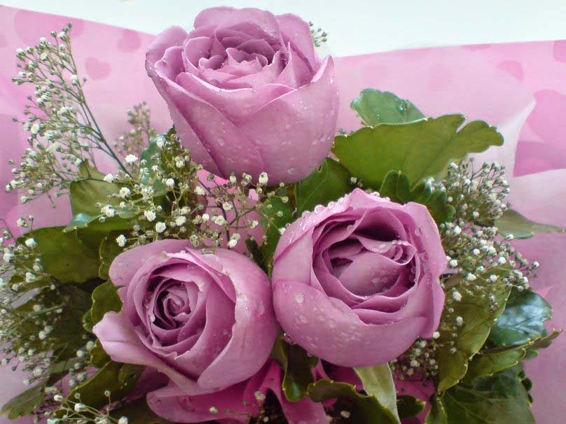 Three Purple Rose For My Sweet Heart - My Sweet Rose Flowers , HD Wallpaper & Backgrounds
