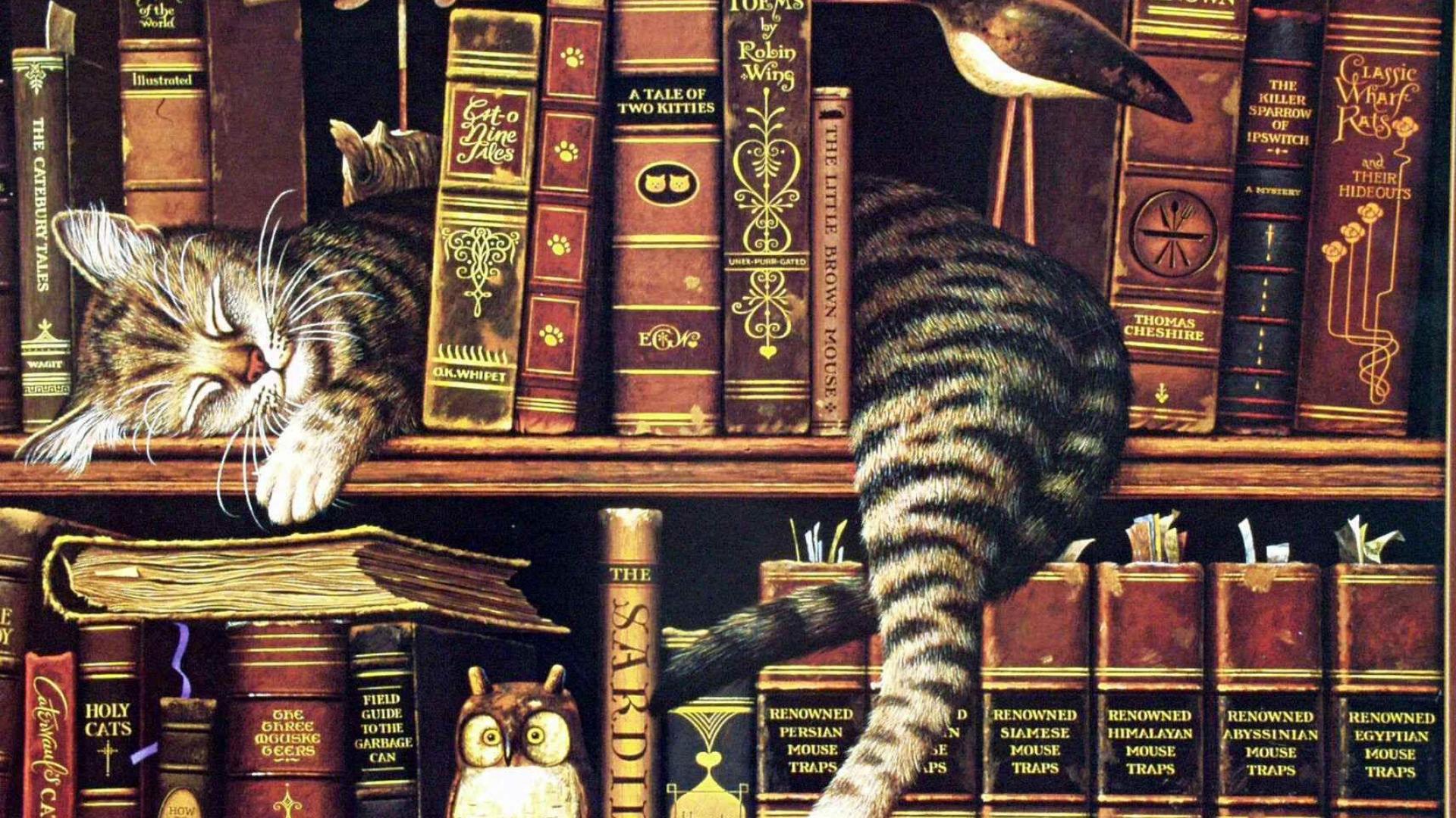 Library Cat Sleeping Bookshelf Books Tired Adorable - Cat In A Library , HD Wallpaper & Backgrounds