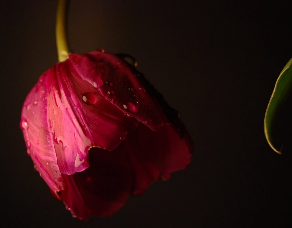 Flowers Beautiful Water Sadness Petals Tulip Drops - Tulip Sad Flower , HD Wallpaper & Backgrounds