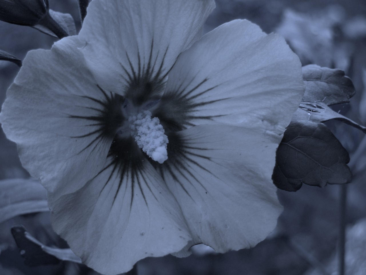 Beatiful Sad Flower Blue Nature Fealing Wallpaper Scenery - Petunia , HD Wallpaper & Backgrounds