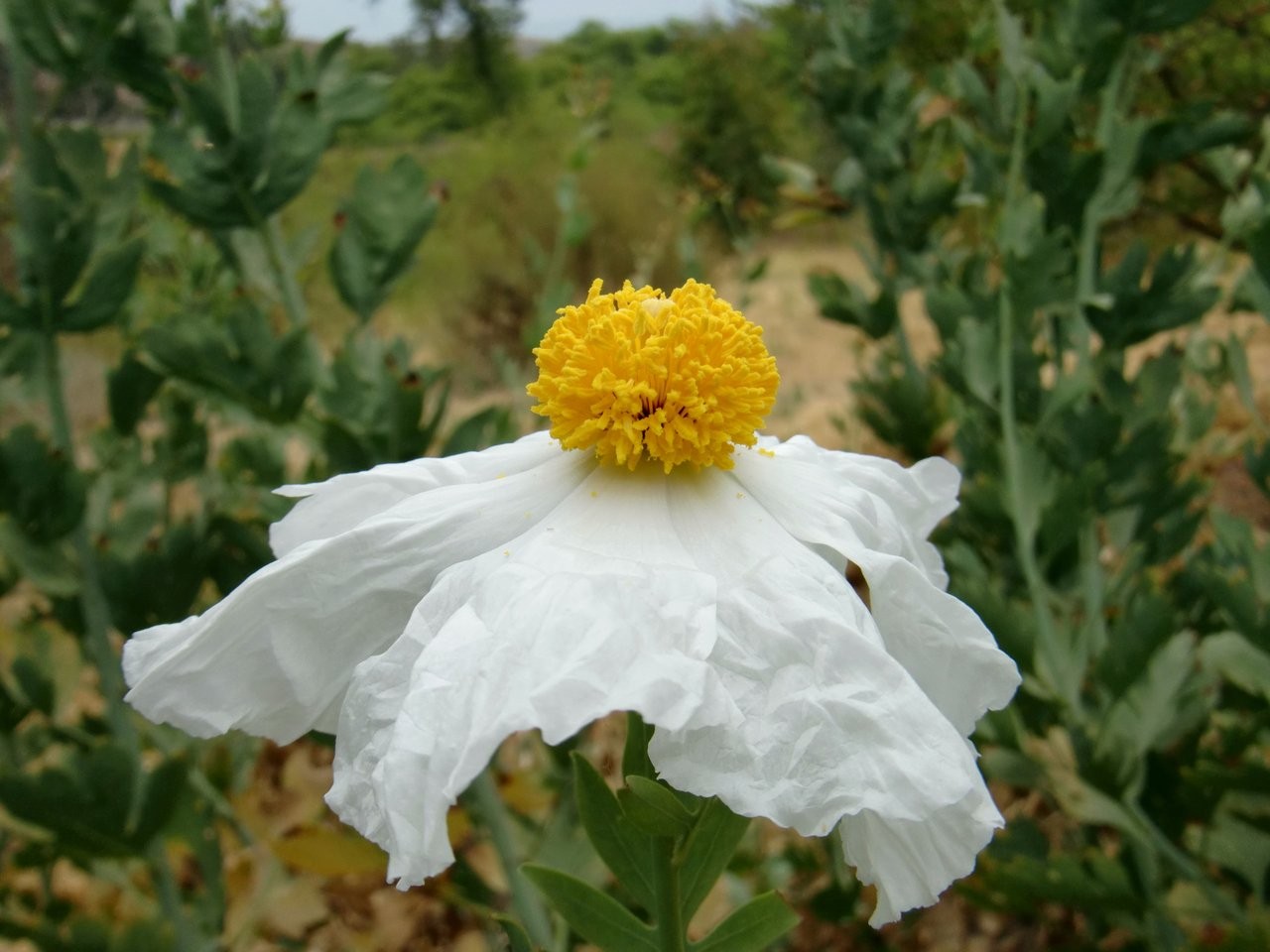 Sad Flower Fresh White Green Bright Yellow Hd Field - Tree Poppy , HD Wallpaper & Backgrounds