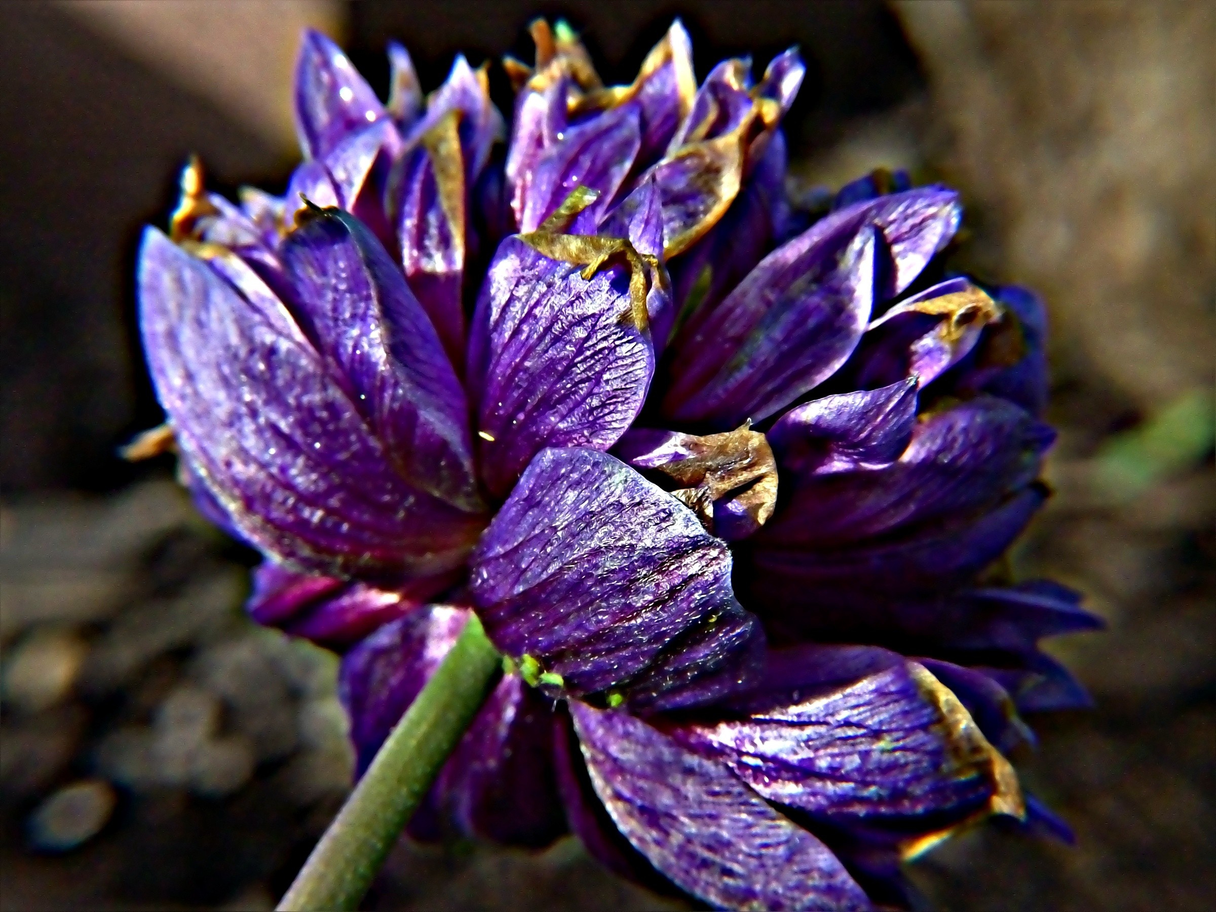 Life House Pretty Petals Purple Garden Close Green - African Daisy , HD Wallpaper & Backgrounds