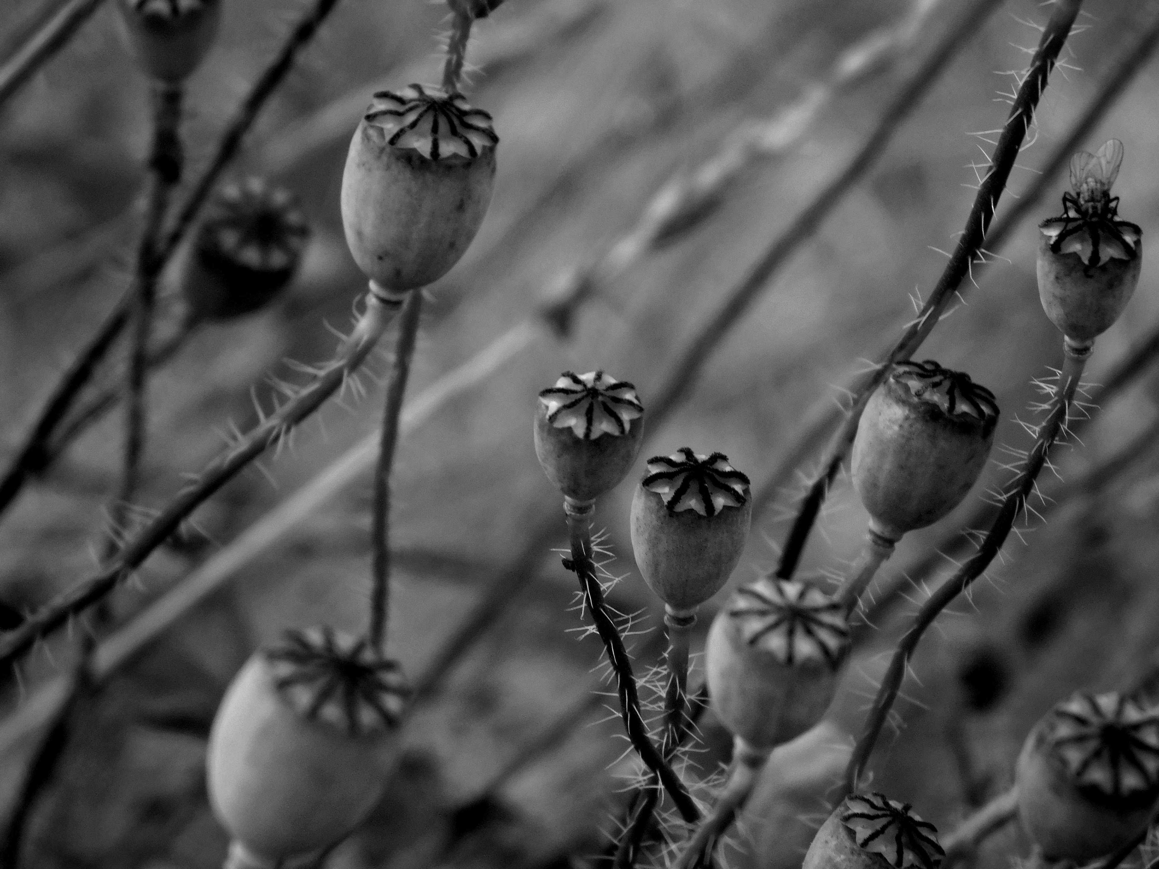 Pointed Flower, Poppy, Poppy Black And White, Poppy - Black And White Poppies , HD Wallpaper & Backgrounds