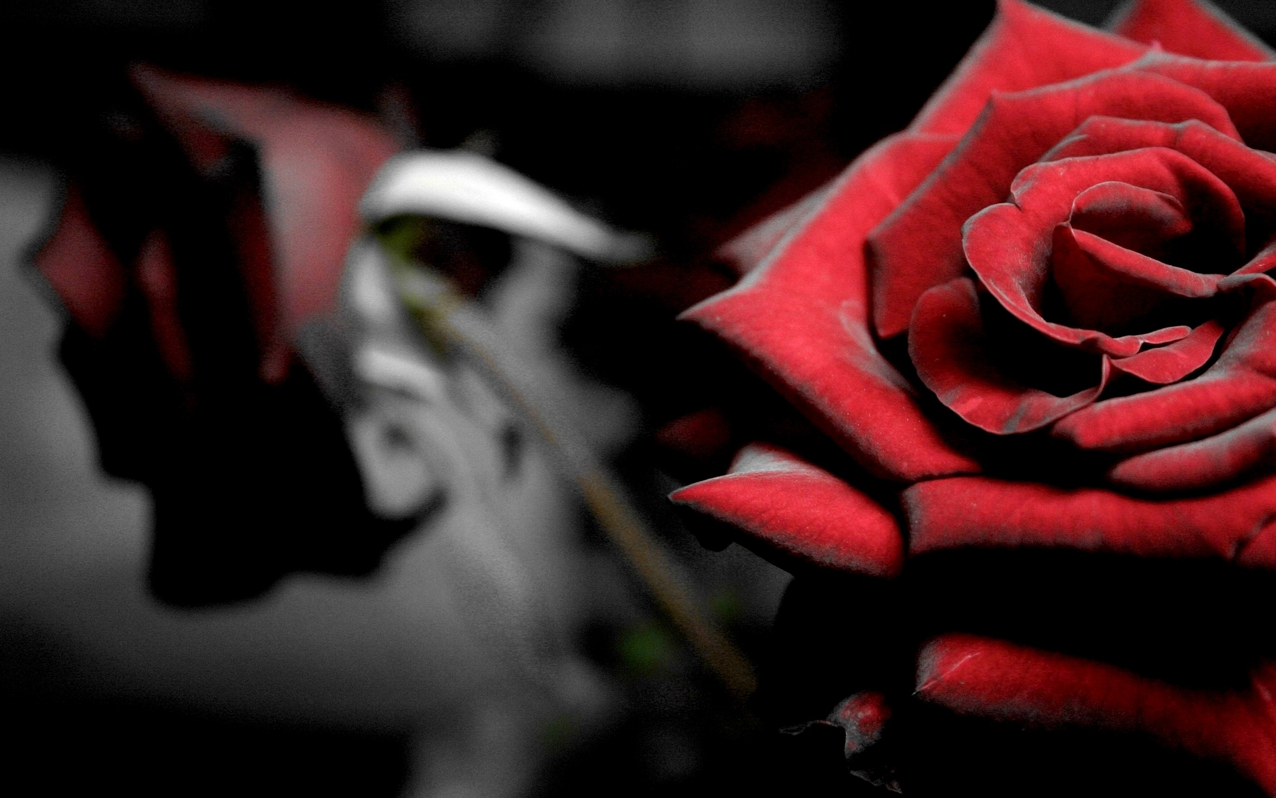 Dull Memories Rose Old Dark Sad Flower Hd Full Image - Rose , HD Wallpaper & Backgrounds
