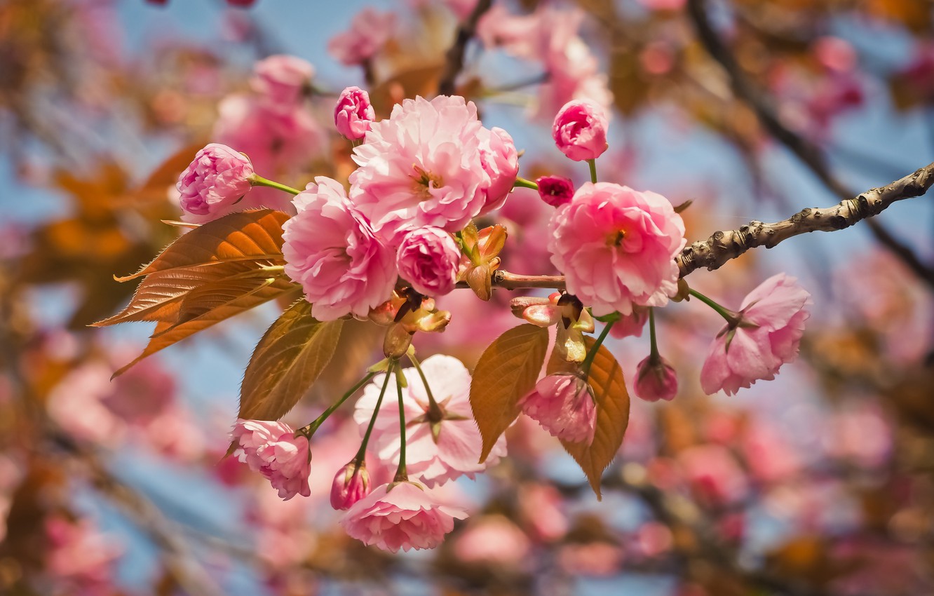 Photo Wallpaper Nature, Cherry, Tree, Pink, Branch, - Flower , HD Wallpaper & Backgrounds