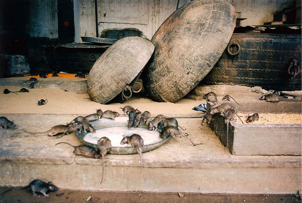 Karni Mata Rat Temple - Holy Rat Infested Karni Mata Temple , HD Wallpaper & Backgrounds