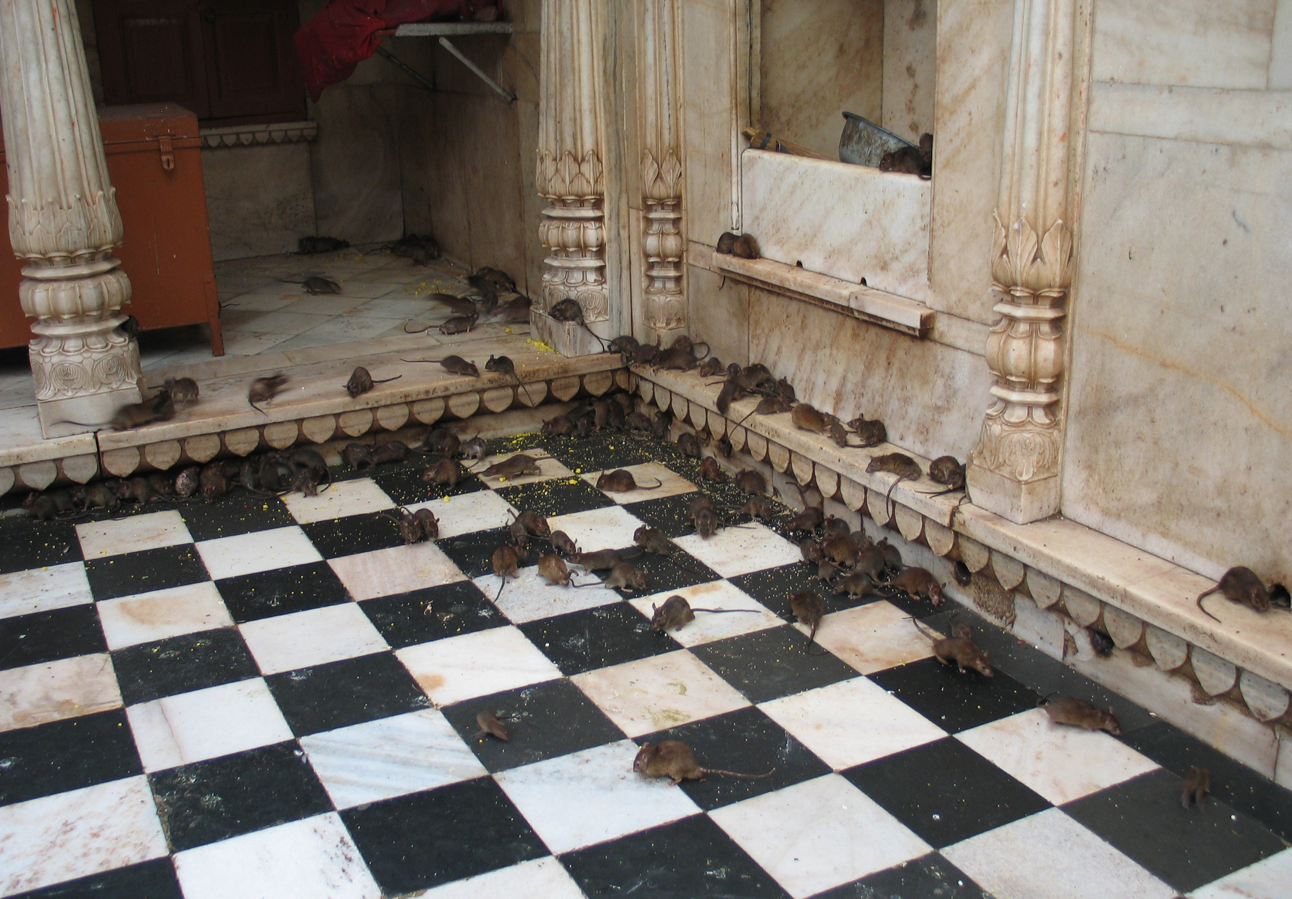 Photo - Rat Mandir In Rajasthan , HD Wallpaper & Backgrounds