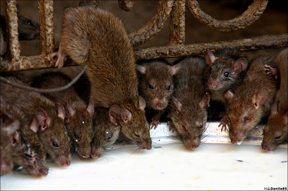 More Rats At Rat Temple - Rat Temple , HD Wallpaper & Backgrounds