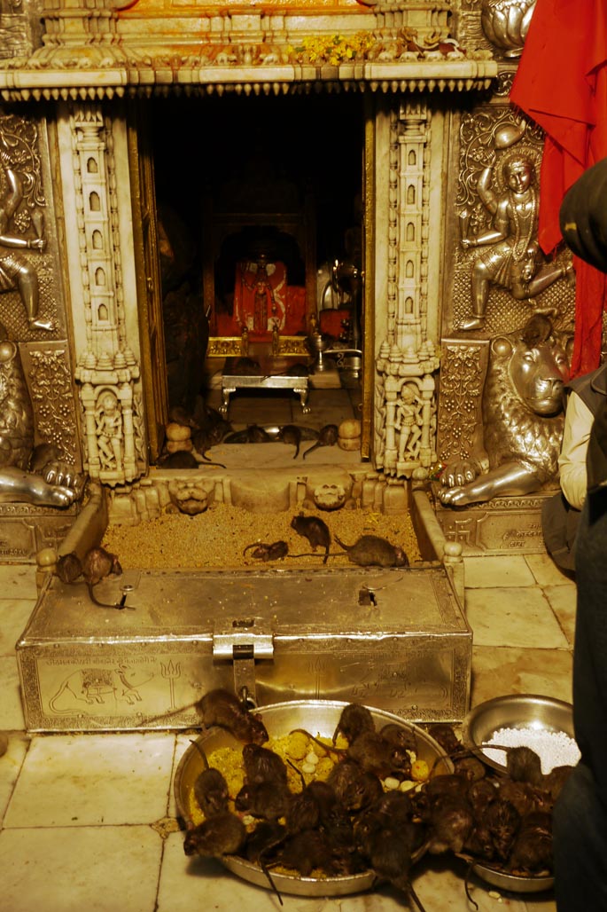 But You Know What I Wouldnt Miss This Attraction For - Karni Mata Temple , HD Wallpaper & Backgrounds