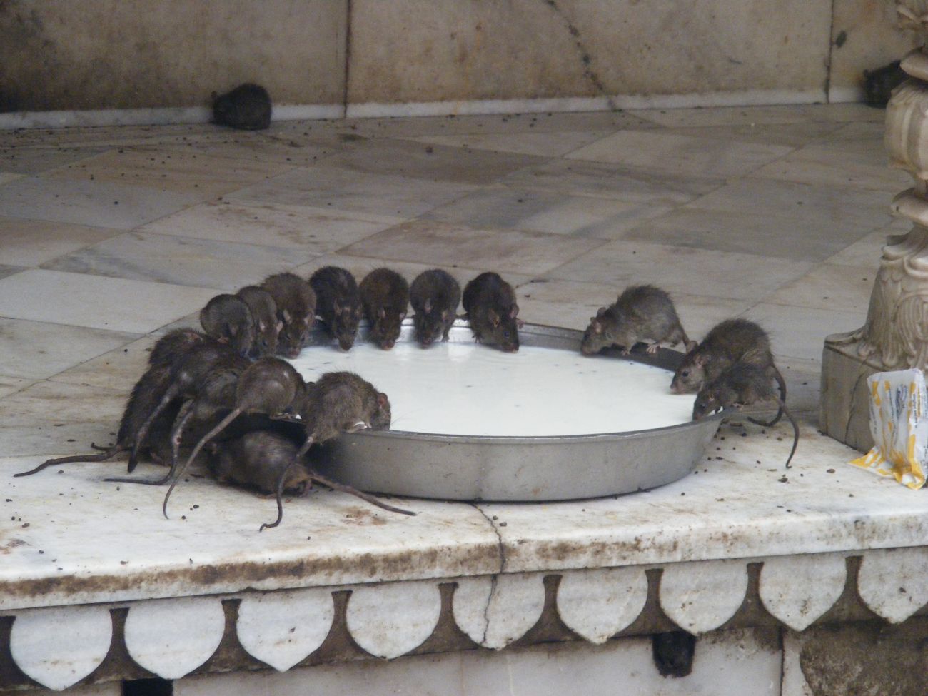 Karni Mata Temple, Bikaner - Rat , HD Wallpaper & Backgrounds