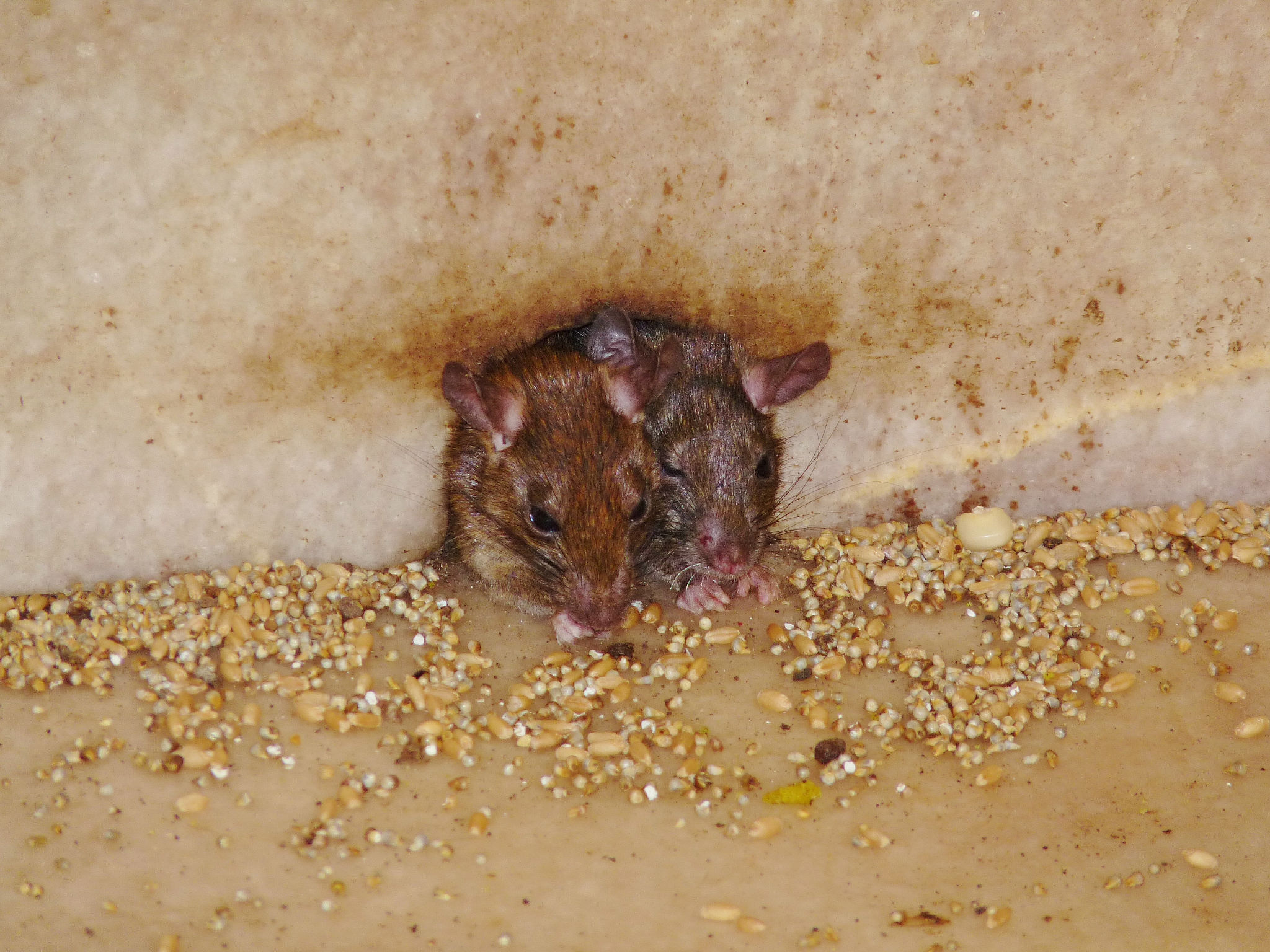 Rats Play, Eat And Stay In Safety At Karni Mata Rat - Bikaner Rajasthan Rat Temple , HD Wallpaper & Backgrounds