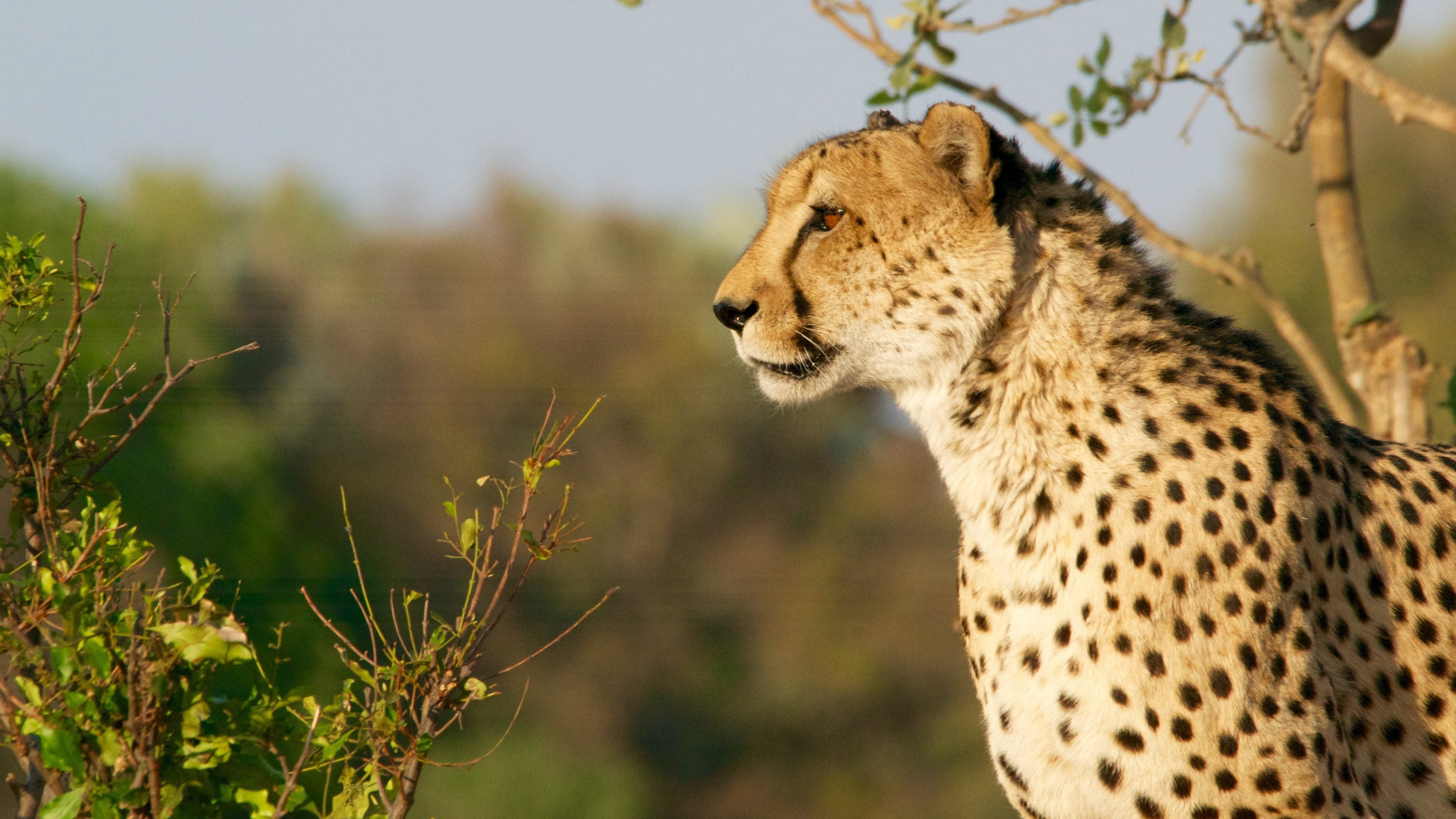 Cheetah - Kruger National Park Hd , HD Wallpaper & Backgrounds