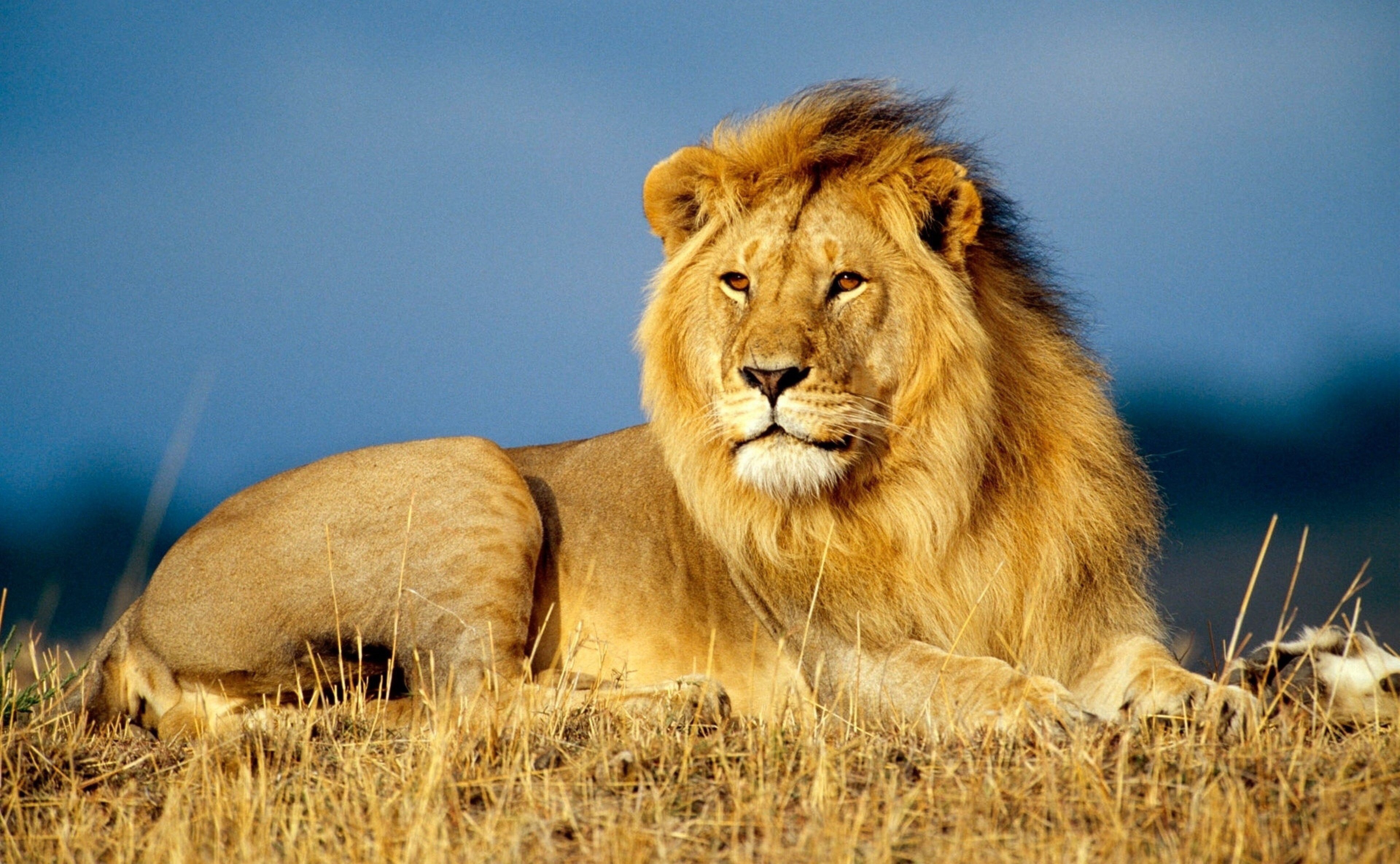 Widescreen Resolutions 1280 X 800 1440 X 900 - Full Hd Lion , HD Wallpaper & Backgrounds