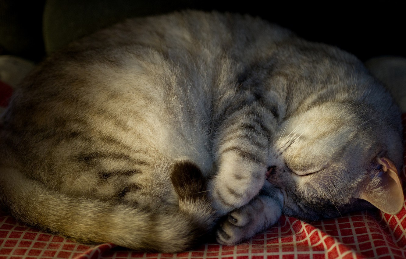 Photo Wallpaper Cat, Cat, Grey, Stay, Sleep, Sleeping, - Кот Клубочком , HD Wallpaper & Backgrounds