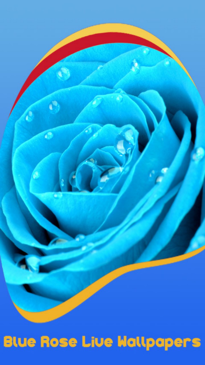 Photo Popular Live Wallpaper - Rose Blue With Drop Water , HD Wallpaper & Backgrounds