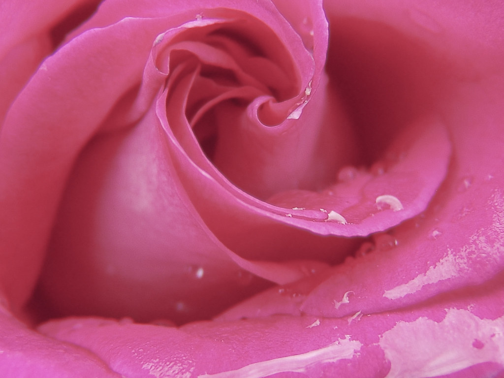 Rose - Rose Flower With Water , HD Wallpaper & Backgrounds