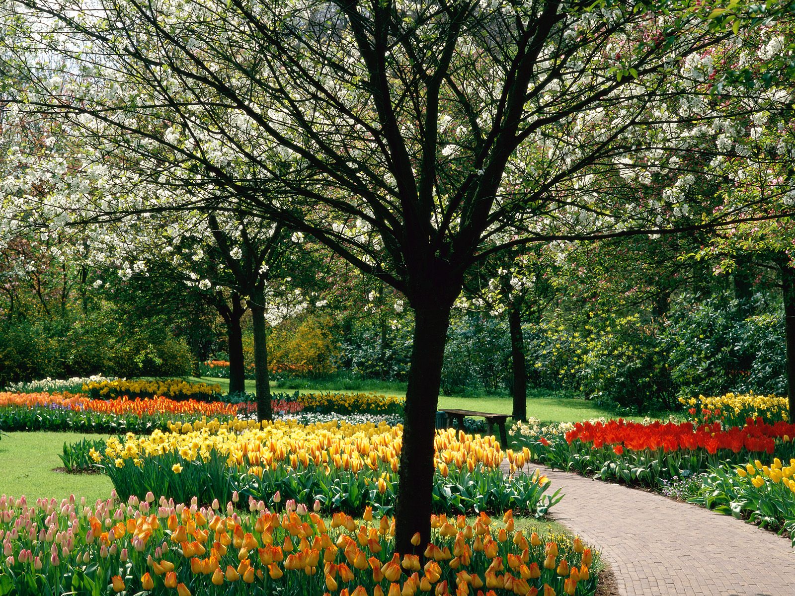 Tulips Park - Обои Весна Парк , HD Wallpaper & Backgrounds