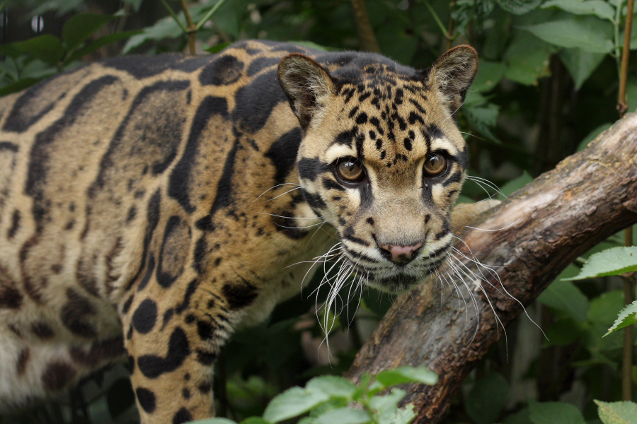 Clouded Leopard Wild Cats , HD Wallpaper & Backgrounds