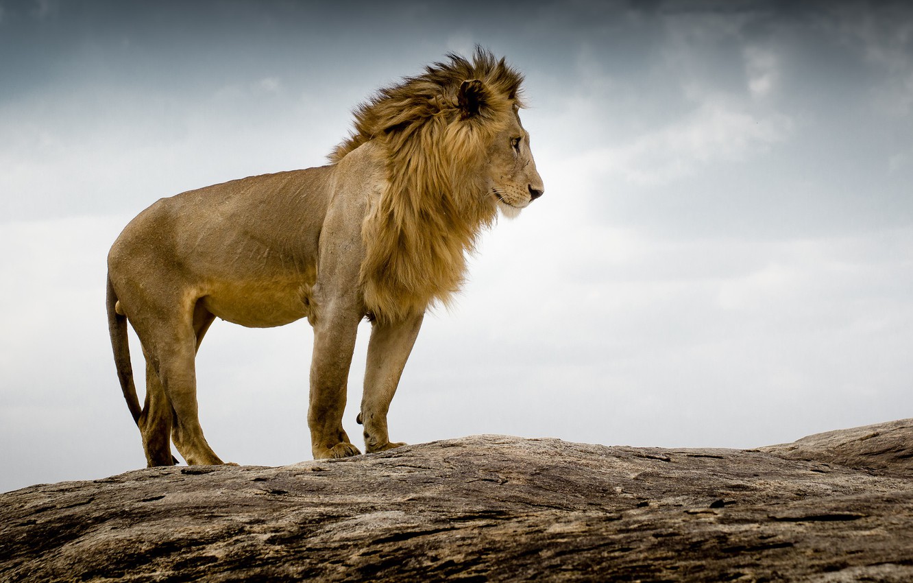 Photo Wallpaper Leo, The King Of Beasts, Tanzania - Löwe Hintergrundbild Schwarz Weiß , HD Wallpaper & Backgrounds